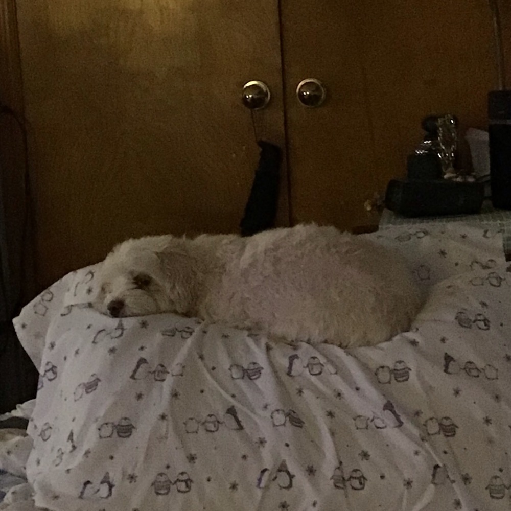 Meet your Posher, Victoria